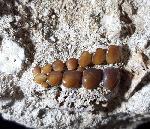 Phacodus punctatus (DIXON 1850) - Bild © FossNet FossilienStore